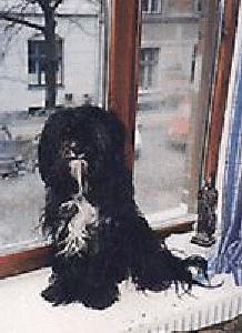 Molly in the Window!