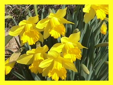 even more daffodils