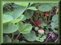 strawberries