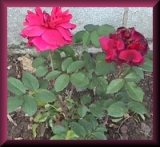 red roses
