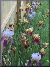 field of Iris's