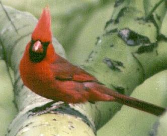 cardinal