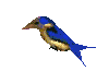 bird