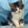 Wild Cat Page