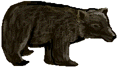 Black Bear