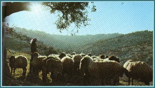 sheep
