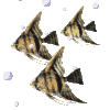 Xoom Clipart
