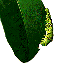 insect