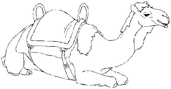 Camel