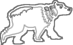 Black Bear