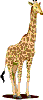 Gifaffe