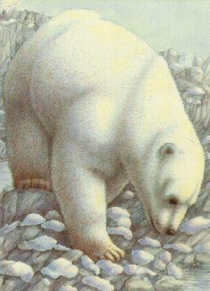 Polar Bear