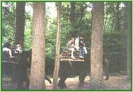 The Elephant Ride Again