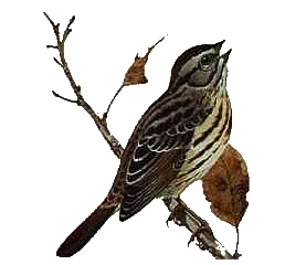 Sparrow