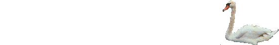 Large Swan