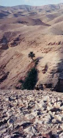Palm in Holy Land