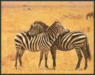 Zebras