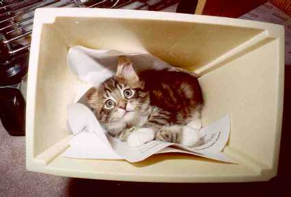 kitten