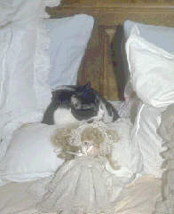 Sleeping cat