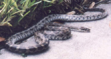 snake