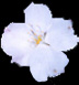 Cherry blossom