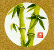 Bamboo