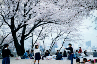 Hanami in the park
