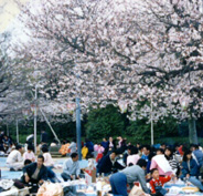 Hanami in the park2