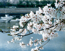 Cherry blossoms in Peace Park