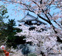 Matsuyama castle in  spring