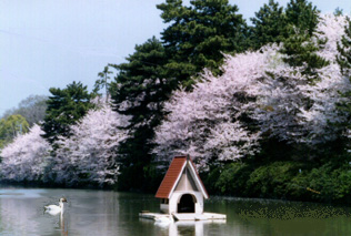 Cherry blossoms along the moat
