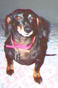 Absolute Best Dog