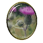 Visit the Thistle Patch