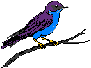 Bluebird