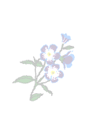 Forget-me-not Background