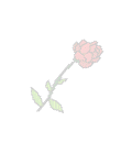 Rose Background