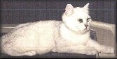Supreme Grand Champion Ferrersford Britannicus
