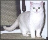 Champion Ferrersford Hannah