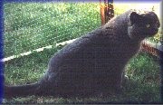Grand Champion Ferrersford Henry