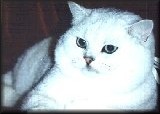 Champion Ferrersford Malachite