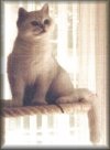 Champion Ferrersford Odette