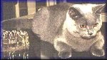 Ferrersford Ophelia
