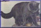 Supreme Grand Champion Ferrersford Squadron Leader