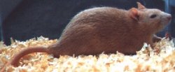Toylandin Bar Maldoror, smooth Silver Fawn doe