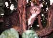 Fat cat in tree