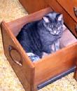 NOT a cat place!