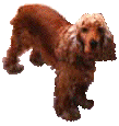 A Cookie
