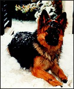 Strong, silent Hero in the snow