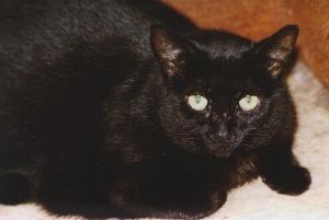 blkcatb.jpg - 16.2 K