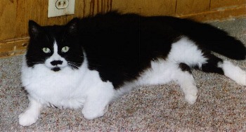 blkwht1b.jpg - 25.6 K